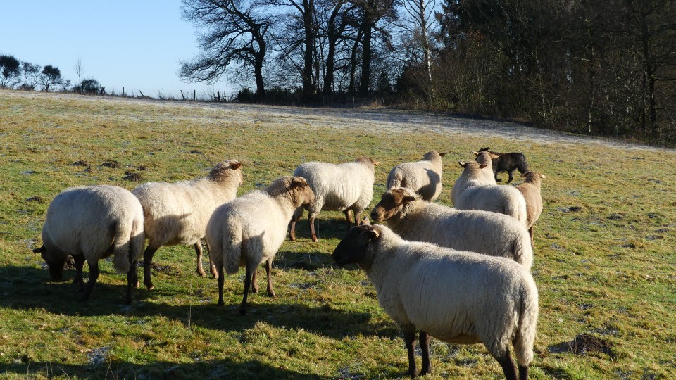 un troupeau de moutons