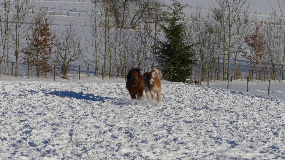 deux chevaux dans la neige