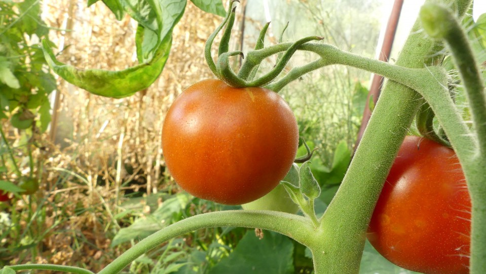 des tomates du potager